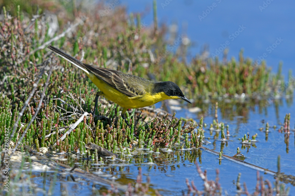 Canvas Prints Maskenschafstelze (Motacilla feldegg / Motacilla flava feldegg) - black-headed wagtail