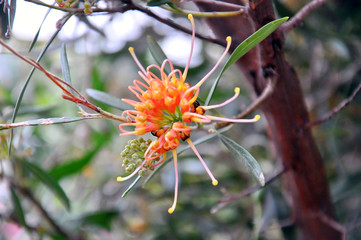 Australian Native Plant, Grevillea 'Apricot Glow', cultivar of Grevillea olivacea with clusters of apricot orange spider flowers in winter and spring.