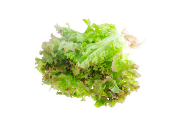 Green salad leafs. Lettuce isolated on white background.