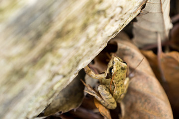 Grenouille des bois