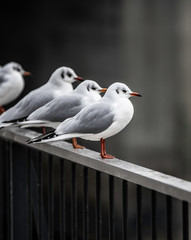 Seagull resting on rail