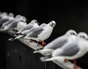 Seagull resting on rail