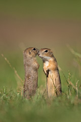 European ground squirrel, spermophilus citellus, european souslik, Slovakia