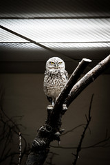 Grumpy owl stares at something