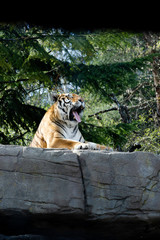 bored tiger yawns