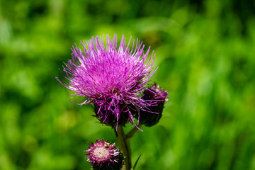 Close-up bright pink flower of melancholy thistle or Cirsium helenioides on blurred green natural background. Nice theme for any summer design. Selective focus