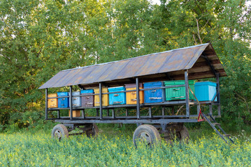 Bee farm, bee hive, on a rapeseed field, make honey