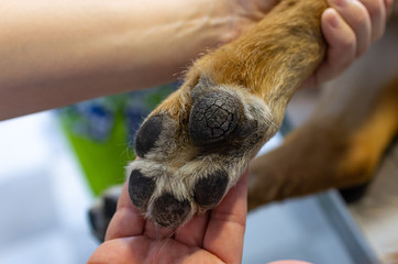 Veterinarian showing the paw of a german shepherd