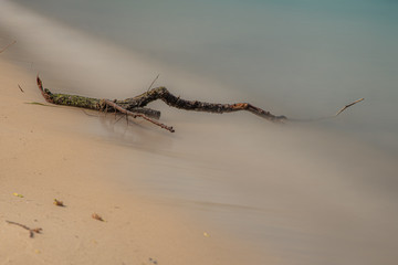 Driftwood laying on the beach