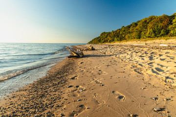 Driftwood on the shoreline  