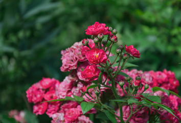 fragrant rose flower