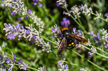 insect on a flower of fragrant lavender