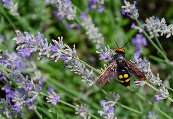 insect on a flower of fragrant lavender