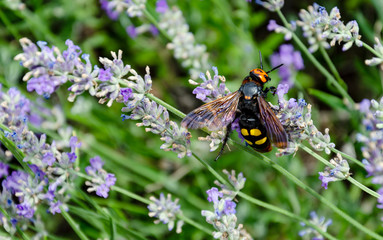 insect on a flower of fragrant lavender
