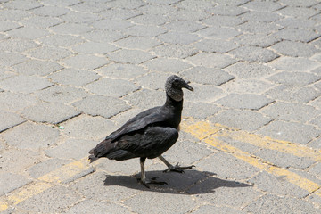 Pura Vida - This is beautiful Costa Rica