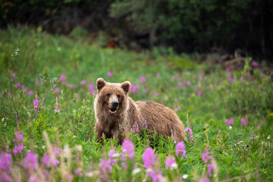 Wilder Grizzlyb&auml;r in Kanada