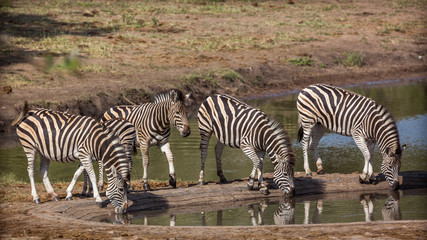 Plains zebra in Kruger National park, South Africa