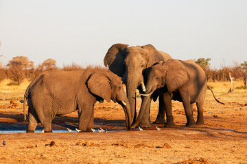 Fototapeta na wymiar Elephants drink at a waterhole.