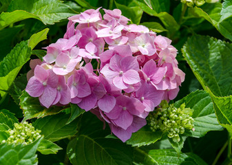 pink hydrangea in the summer garden