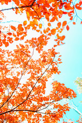 Fototapeta na wymiar Colorful red, orange autumn leaves. Autumn background image. Red fall season tree leaves.