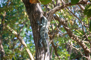 Pura Vida - This is beautiful Costa Rica