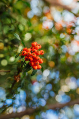 Firethorn (Pyracantha coccinea) berries in the fall season. Orange, red or yellow pyracantha berries and leafs in autumn season. 