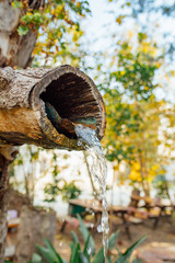 Natural wooden tree fountain. Mountain spring water flowing out of wooden gutter from rocky creek. Water Fountain Carved from Wood or tree in natural national park or garden. 