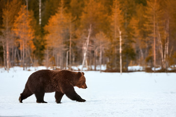 Brown bear walking in the snow