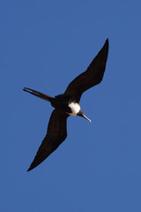 Flying frigate bird