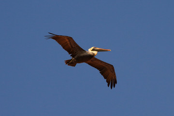 Obraz premium Pelican in flight