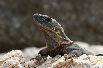 Iguana lizard portrait