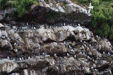 Fototapeta premium Colonies of arctic birds on rocky islands in Newfoundland