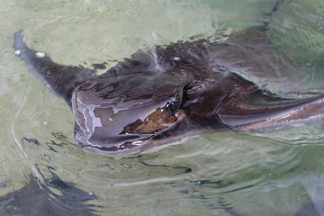 Portrait of eagle ray (stingray)
