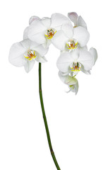 Side view of white Phalaenopsis Orchids flowers on curved branch. Isolated on a white background.