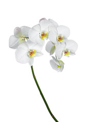 Naklejka na ściany i meble Side view of white Phalaenopsis Orchids flowers on curved branch. Isolated on a white background.