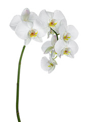 Naklejka na ściany i meble Side view of white Phalaenopsis Orchids flowers on curved branch. Isolated on a white background.
