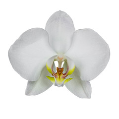 Top view of single white Phalaenopsis Orchid flower. Isolated on a white background.