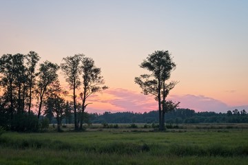 Zachód słońca na polu drzew
