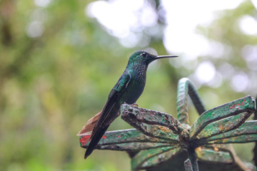 Pura Vida - This is beautiful Costa Rica