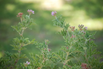 Fototapeta premium Citronella Leaves and Floral Portrait