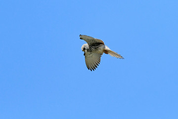Rötelfalke (Falco naumanni) - Lesser kestrel