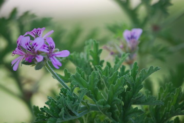 Obraz premium Citronella Leaves and Floral Portrait