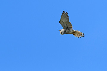 Rötelfalke (Falco naumanni) - Lesser kestrel
