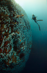 Underwater Great White Wall of Fiji with a diver, fisheye shot
