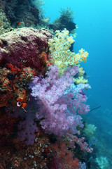 Naklejka na ściany i meble Underwater colorful soft coral