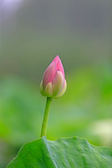 Blooming lotus, in the park