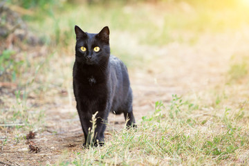 Naklejka na ściany i meble Beautiful bombay black cat with attentive insight look outdoors, nature, copy space