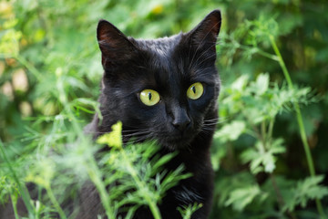 Naklejka na ściany i meble Beautiful bombay black cat portrait with yellow eyes and attentive look in green grass in nature closeup, macro