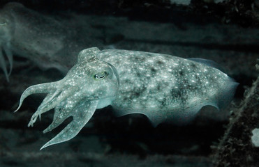 Underwater photo of cuttle fish