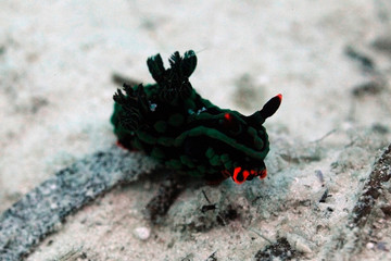 Colorful nudibranch sea slug